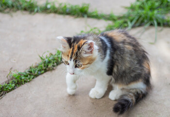 Cute little spotted cat playing outdoors in the garden