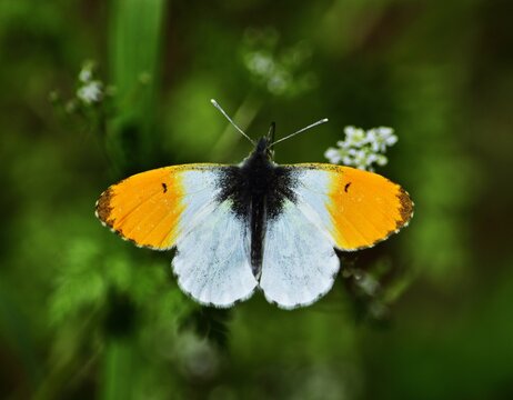 Aurorafalter (Anthocharis cardamines)