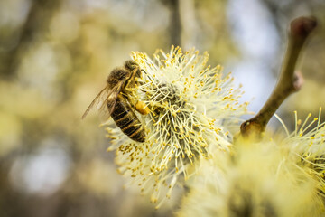 Honey bee collecting pollen of willow catkins