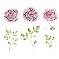 Watercolor set of roses, branches with leaves and bud. Botanical illustration. Decor set in green and dusty pink colors. Isolated elements on white background