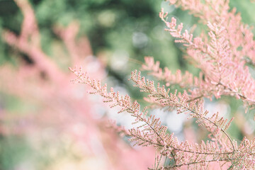 Blooming branches of tamarisk shrub in green park. Spring background with pink flowering plants. Close-up, soft selective focus