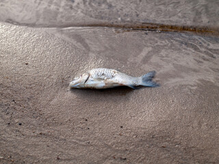a small dead fish lies on the shore