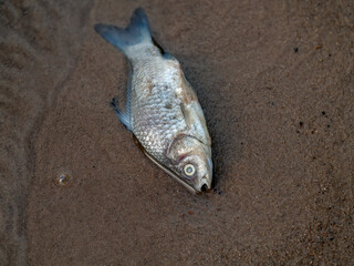 a small dead fish lies on the shore