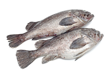 Fresh Grouper on white background