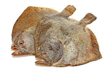 Psetta maxima (Turbot Fish) isolated on white background