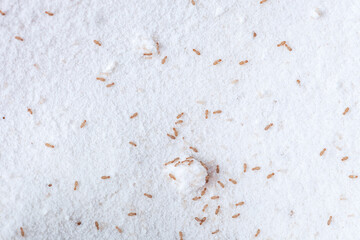 Booklice or barklice feeding in flour. Small brown Trogium pulsatorium, common booklouse on domestic kitchen top view