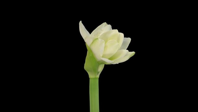 Time lapse of opening white Alfresco amaryllis Christmas flower in 4K PNG+ format with ALPHA transparency channel isolated on white background
