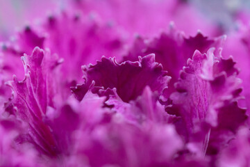 Fresh violet Cabbage brassica oleracea plant leaves