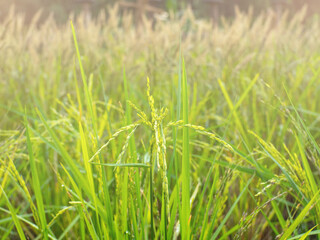 The rice plant is growing and yielding.