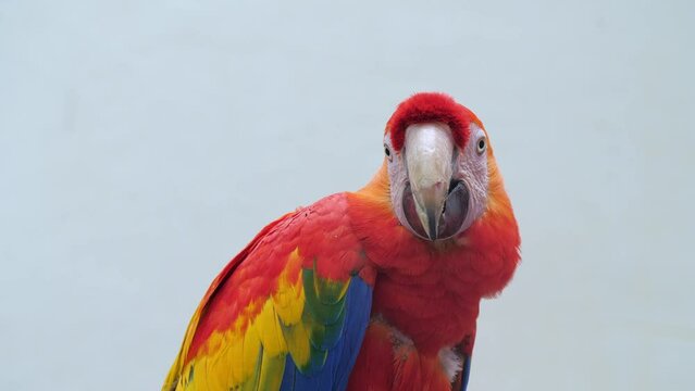 Scarlet or Ara macaw emits sounds by moving its beak, tongue. Large red, yellow, blue parrot talking, looks around, tilts head outdoor. Large bird with striking plumage screaming at zoo