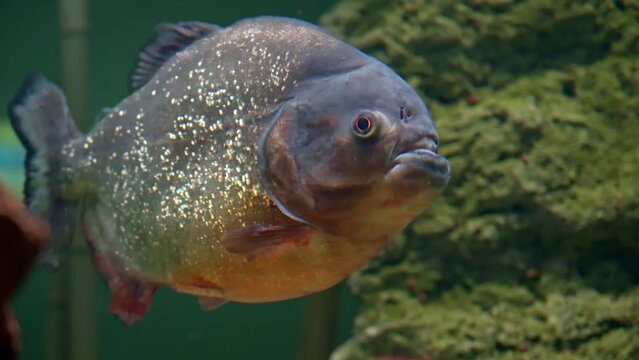 Predatory freshwater piranha fish that live in rivers and fresh water bodies in the tropical part of South America