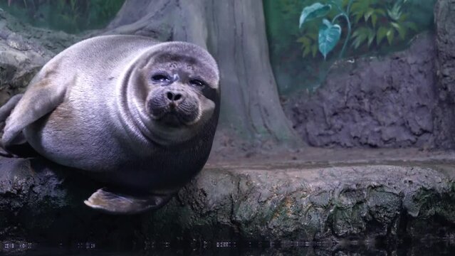 The&nbsp;Baikal seal,&nbsp;Lake Baikal seal&nbsp;or&nbsp;nerpa&nbsp;(Pusa sibirica), is a species of&nbsp;earless seal&nbsp;endemic&nbsp;to&nbsp;Lake  Baikal