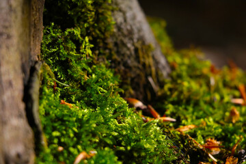 Selective focus, green young moss in the forest.
