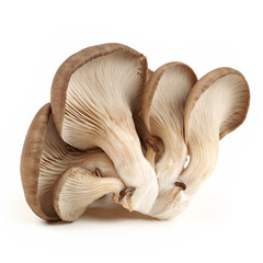 oyster mushrooms isolated on white background