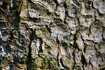 The texture of the bark of the tree in the forest, the background of nature.