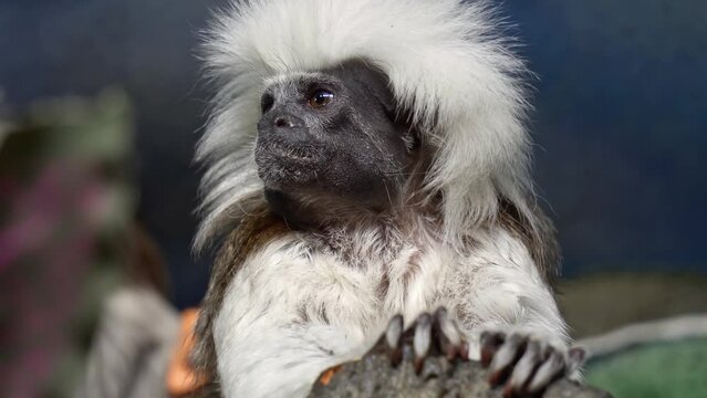 Funny Cotton top tamarin ,close up