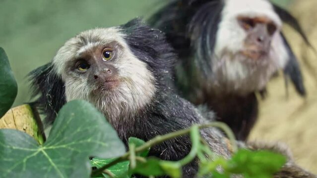 The happy White headed  marmoset  family, close up