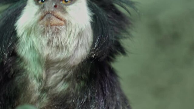 The happy White headed  marmoset  family, close up