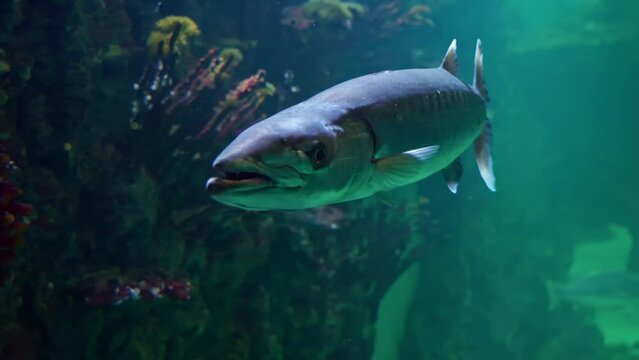 A&nbsp;barracuda, or&nbsp;cuda&nbsp;for short, is a large, predatory,&nbsp;ray-finned fish&nbsp;known for its fearsome appearance