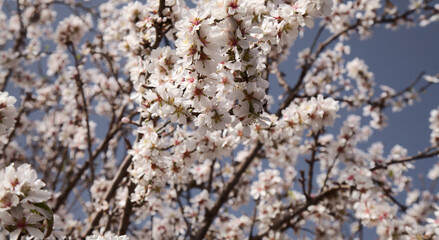 Horticulture of Gran Canaria -  almond trees blooming in Tejeda in January
