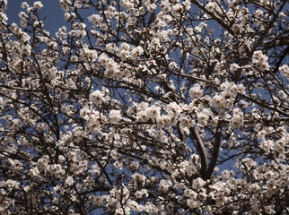Horticulture of Gran Canaria -  almond trees blooming in Tejeda in January
