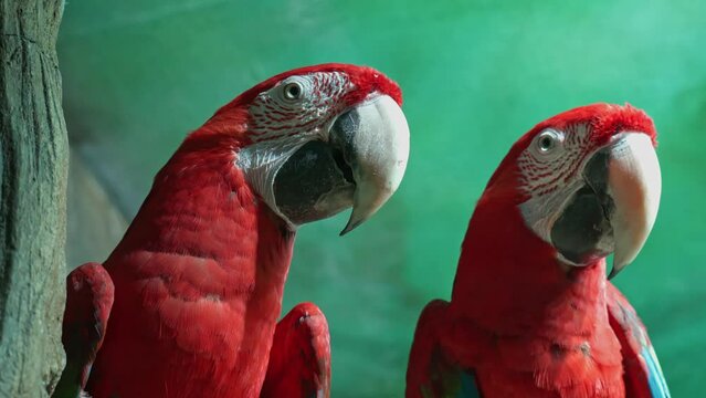 Ara&nbsp;macaws are large striking parrots with long tails , close up portrait