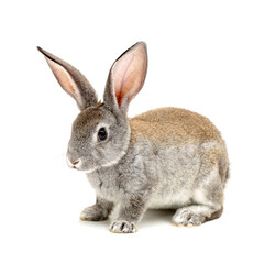 grey rabbit  isolated on white