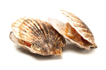 Raw scallop on white background