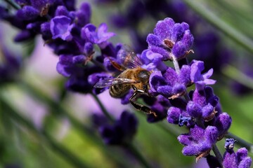 Biene am Lavendel