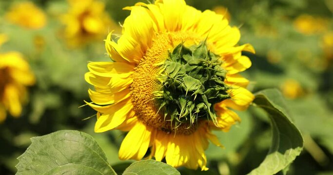 A sunny field with ugly, deffect sunflower in glowing yellow light. A bright yellow and fully bloomed sunflower, oil natural , agriculture