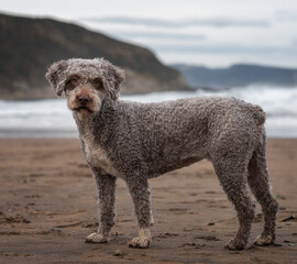 Image with Spanish water dog on the beach at sunrise