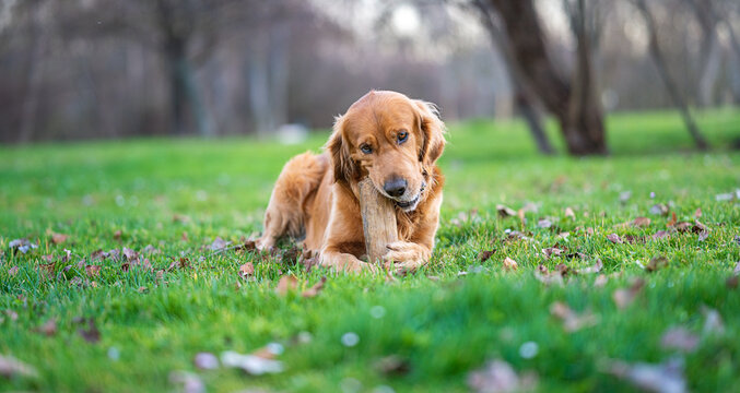 Beautiful image with Golden Retriever dog sitting on the grass eating a wooden stick