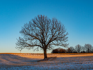kahler Baum in einer Winterlandschaft bei Sonnenuntergang