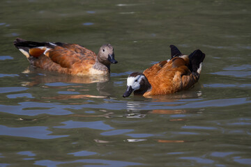 A pair of White faced duck swimming with reflections in the water - 484139096