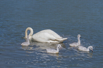 Mother Trumpeter swan with signets - 484139247