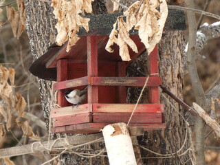 Marsh tit sitting in bird house