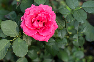 Garden rose pink. Close-up of pink rose on green background