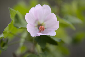 Flora of Gran Canaria - flowering Malva acerifolia tree endemic to Canary Islands natural macro floral background
