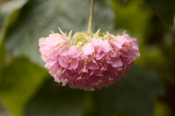 Fototapeta premium Flowering Dombeya wallichii, pink ball tree natural macro floral background 