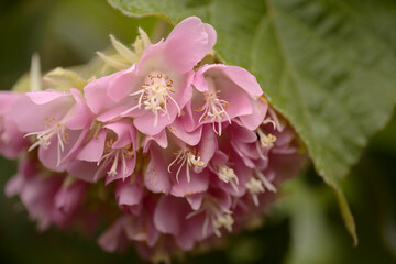 Flowering Dombeya wallichii, pink ball tree natural macro floral background
