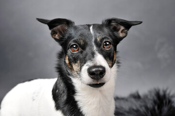 A black and white dog with brown eyes looks directly into the camera and stands in front of a gray background.