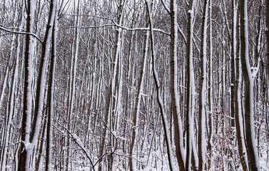 Kahle Bäume im Winterwald