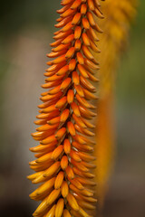 Aloe vaombe inflorescence with orange and yellow flowers, natural macro floral background
