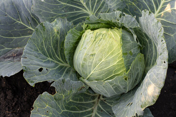 Fresh Organic cabbage cultivation close-up. Cabbage grows in the organic open ground in the garden. Home gardening. Vegetable farming. Vegetables for cooking