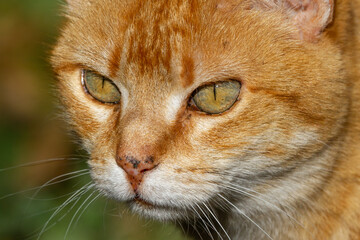 Naklejka na ściany i meble Extreme close-up of the face of a cat with orange tones and green and orange eyes