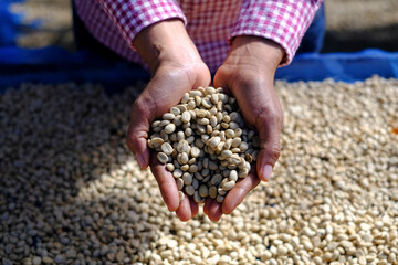  close-up of hand photo of coffee beans