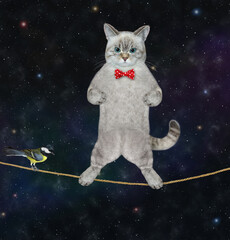 An ashen cat acrobat with a pole is walking on the tightrope. A bird is on the rope. Stars night...