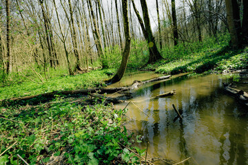 a spring forest trees. nature green wood sunlight backgrounds.