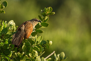 Black Coucal - Centropus grillii, common large cockoo from African bushes and savannahs, Tsavo East, Kenya.