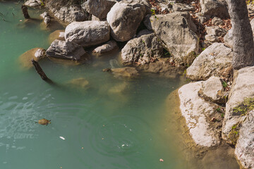 Wild turtles swimming in water near stony rock in canyon in Turkey
